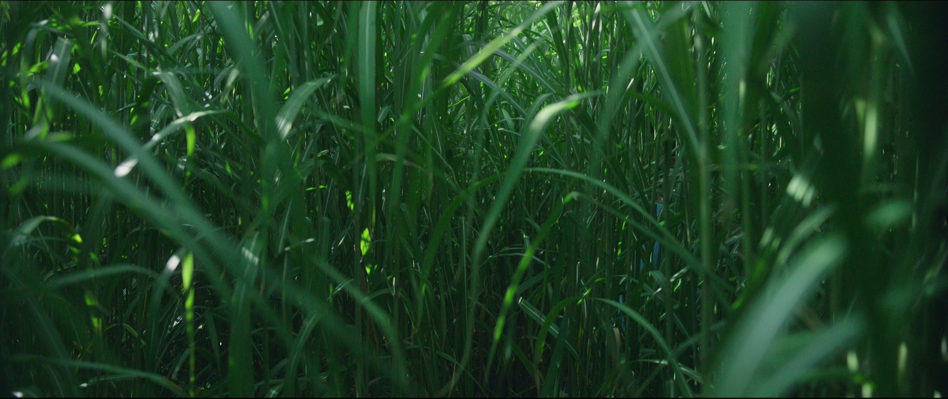 Зеленее травы 2019. В высокой траве (in the Tall grass) 2019. В высокой траве Постер. Хоррор трава.