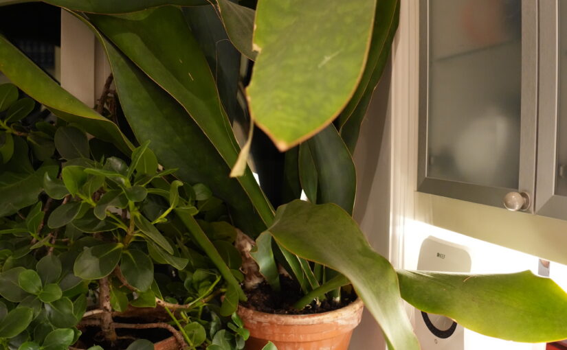 My New Horticulture Blog